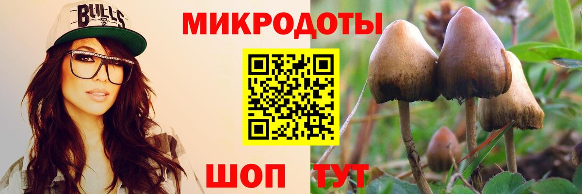 Галлюциногенные грибы Psilocybe Братск